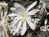 Magnolia stellata