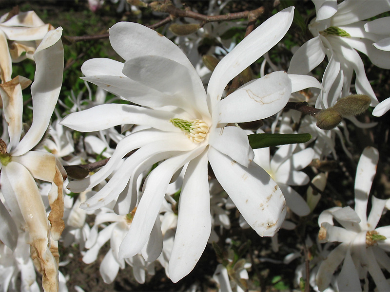 Image of Magnolia stellata specimen.