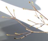 Cynoxylon kousa