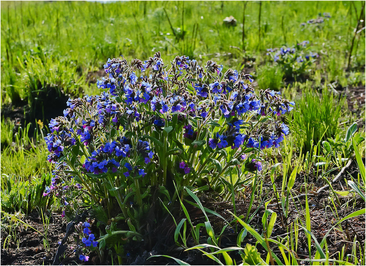 Image of Pulmonaria mollis specimen.