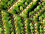 Dryopteris filix-mas