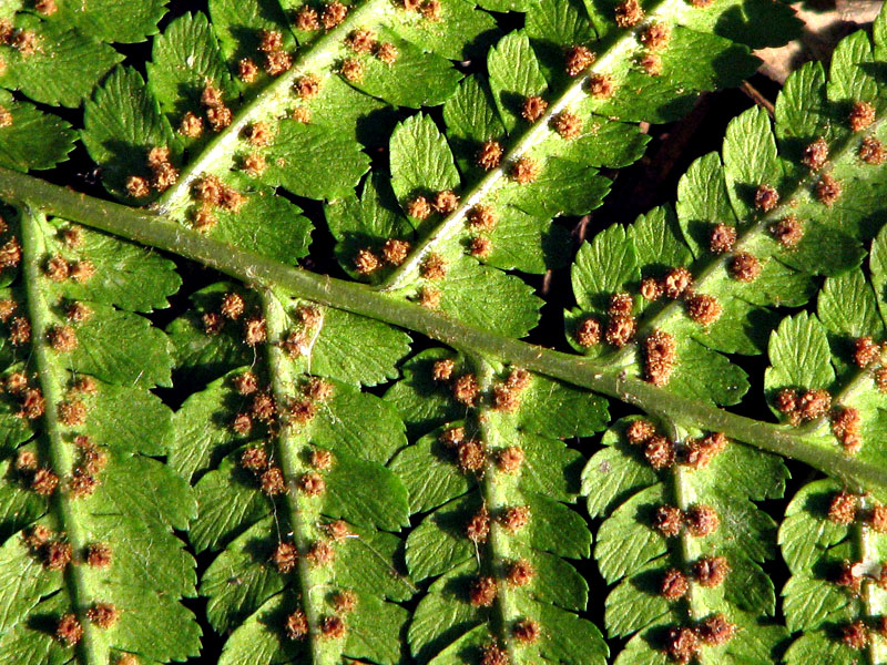 Изображение особи Dryopteris filix-mas.