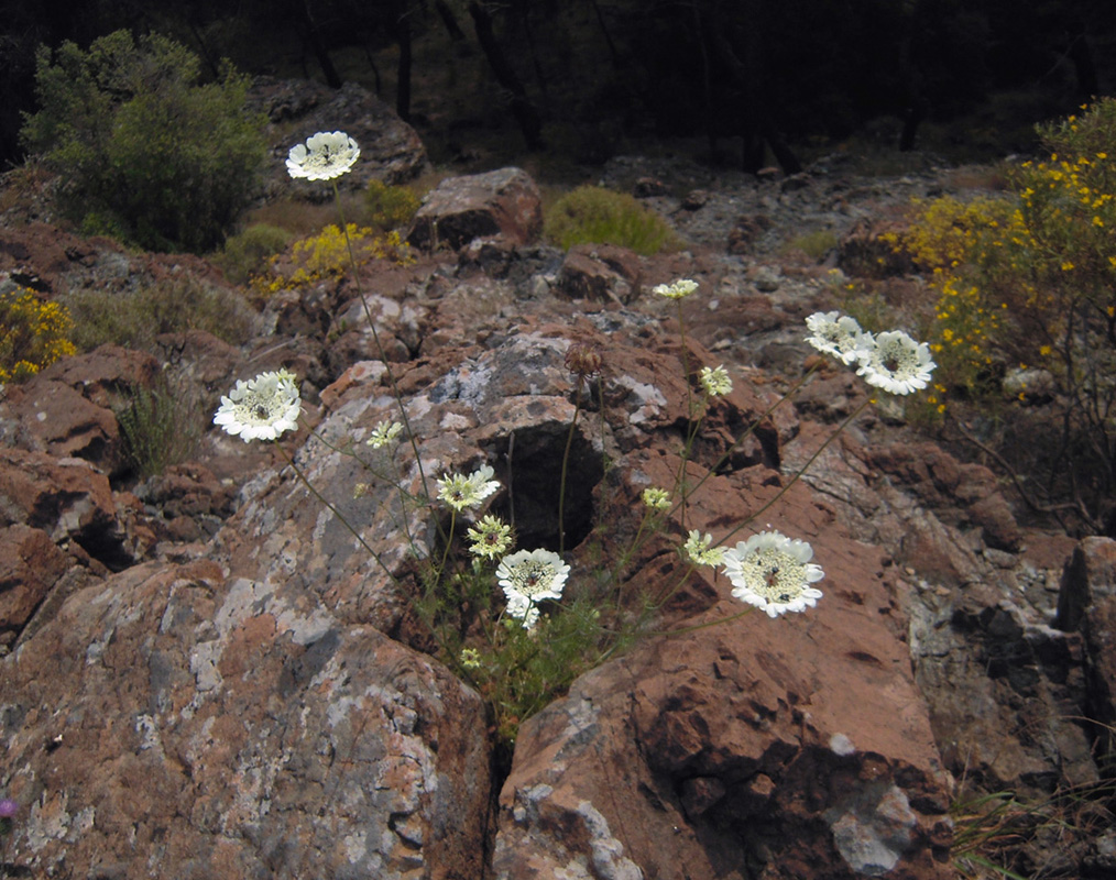 Image of Artedia squamata specimen.