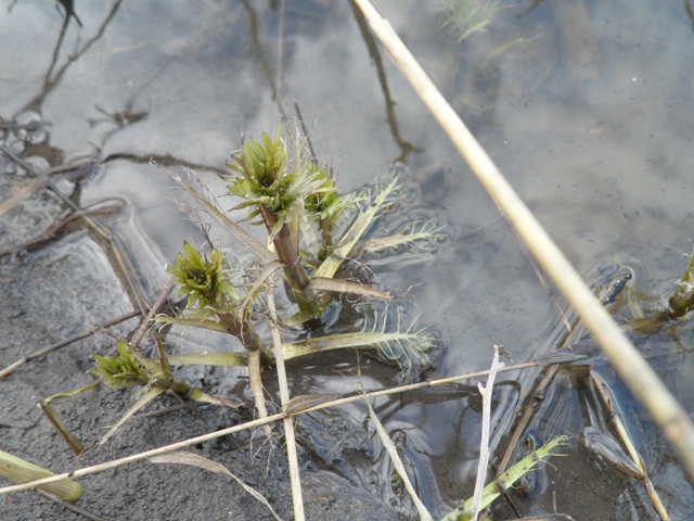 Image of Sium latifolium specimen.