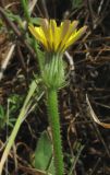Picris pauciflora