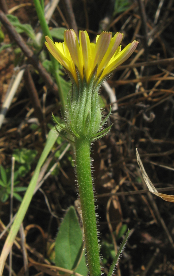 Изображение особи Picris pauciflora.