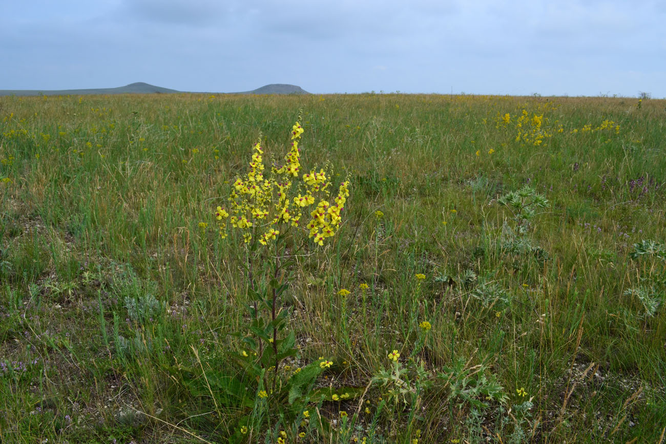 Изображение особи Verbascum marschallianum.