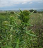 Cirsium serrulatum. Верхушка расцветающего растения. Татарстан, Бавлинский р-н. 23.06.2012.