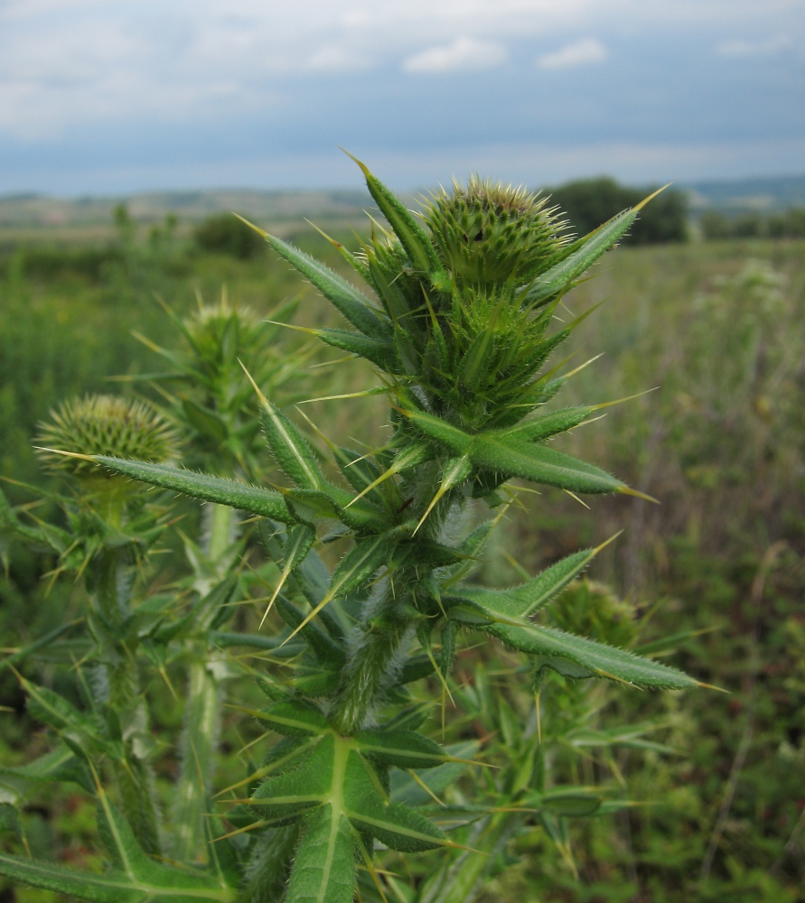 Image of Cirsium serrulatum specimen.