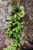 Polypodium vulgare