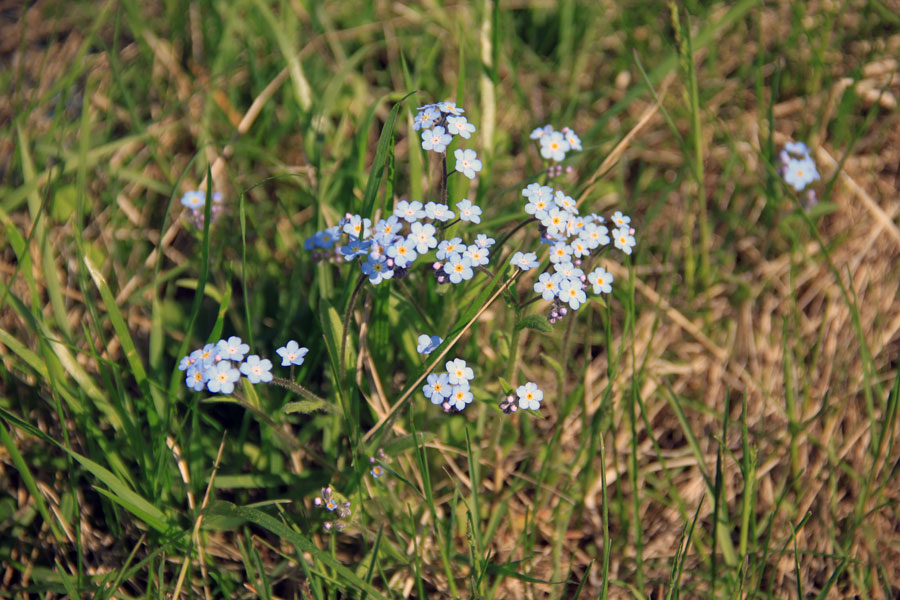 Изображение особи род Myosotis.