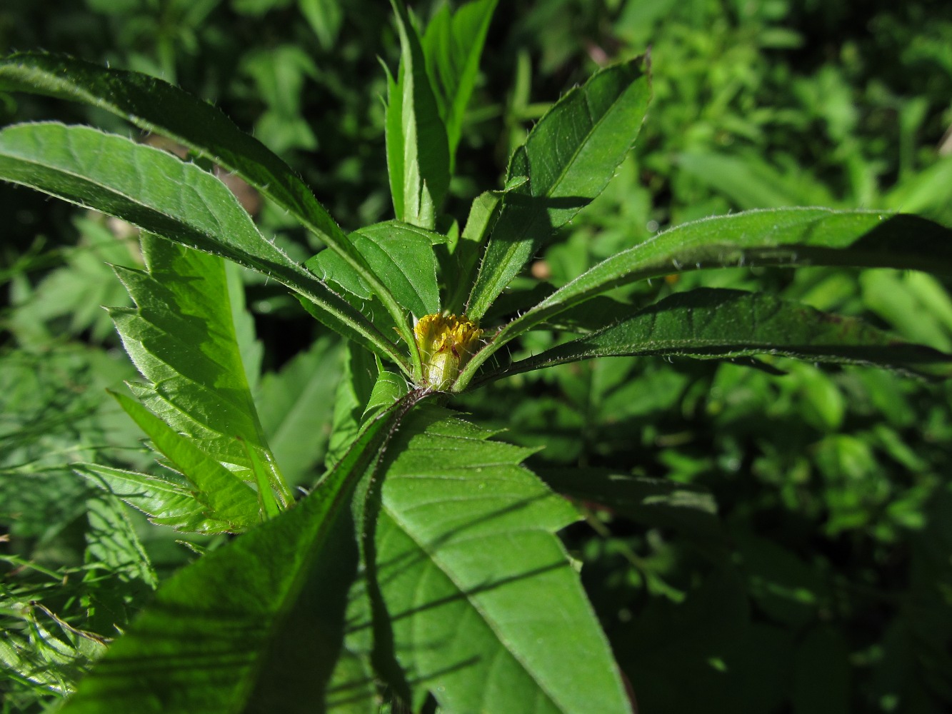 Изображение особи Bidens frondosa.