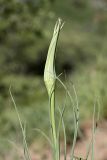 Tragopogon krascheninnikovii. Нераскрывшееся соцветие и верхушки листьев. Южный Казахстан, хр. Боролдайтау, ущ. Кокбулак. 24.04.2012.