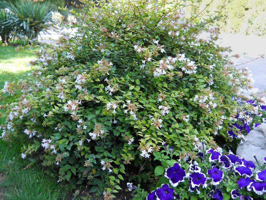 Изображение особи Abelia &times; grandiflora.