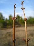 Lonicera tatarica