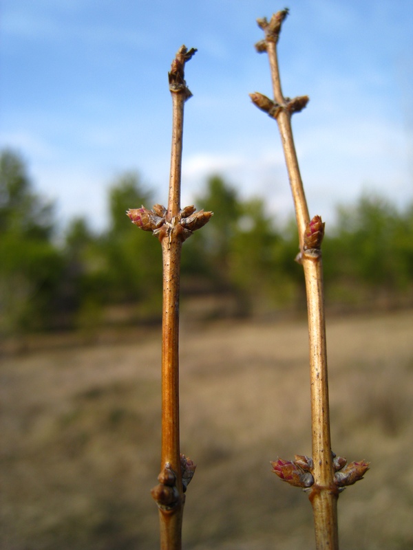 Image of Lonicera tatarica specimen.