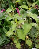 Persicaria orientalis