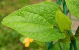 Thunbergia alata. Лист и плод. Подмосковье, г. Одинцово, клумба. Октябрь 2012 г.