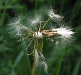 genus Taraxacum