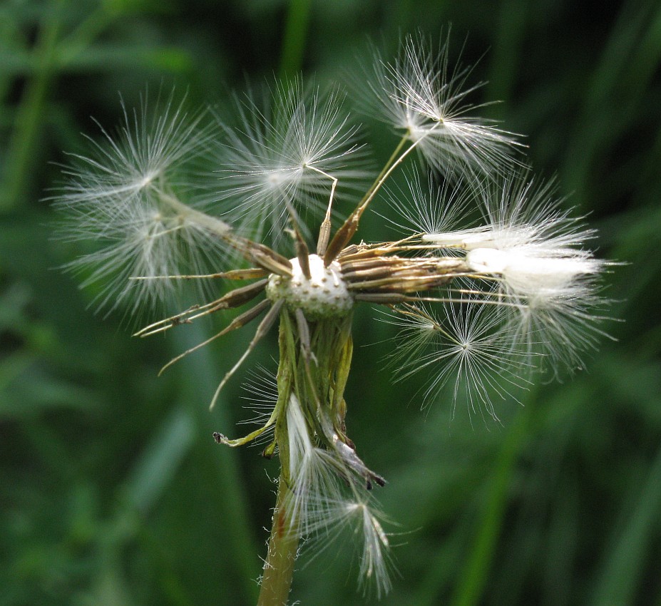 Изображение особи род Taraxacum.