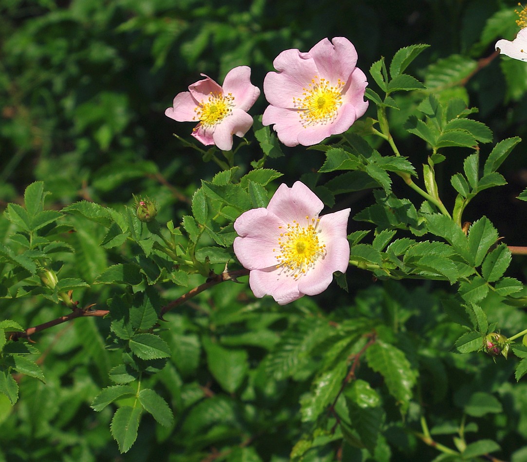 Image of genus Rosa specimen.