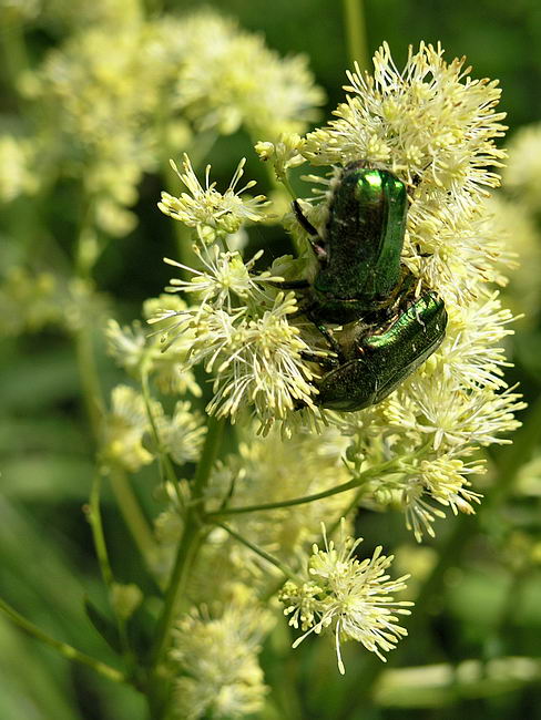 Изображение особи Thalictrum lucidum.