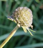 Lomelosia caucasica