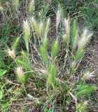 Hordeum leporinum. Плодоносящее растение. Испания, Каталония, Жирона, Тосса-де-Мар, крепость Вила-Велья. 24.06.2012.