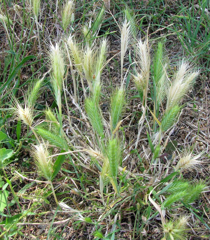 Изображение особи Hordeum leporinum.