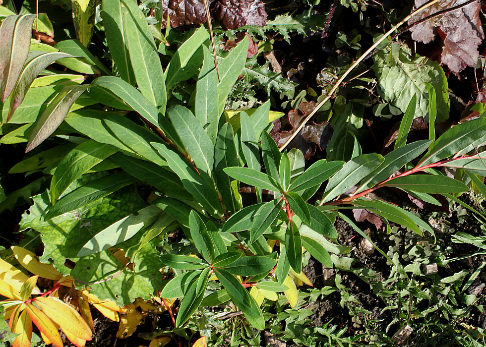 Image of Euphorbia griffithii specimen.