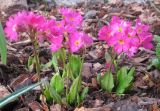 Primula rosea