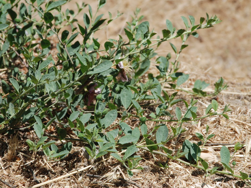 Image of Capparis herbacea specimen.