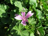 Malva sylvestris