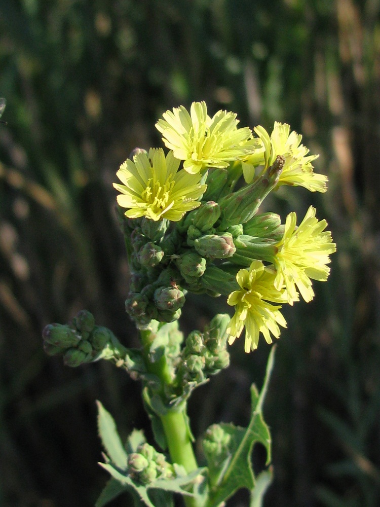 Image of Lactuca serriola specimen.