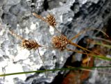 Carex extensa