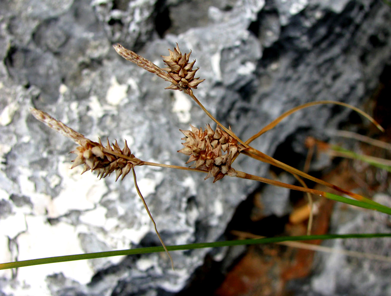 Изображение особи Carex extensa.