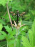 genus Geranium. Вскрывшийся плод. Украина, Хмельницкая обл., Красиловский р-н, с. Терешки. 29.07.2010.