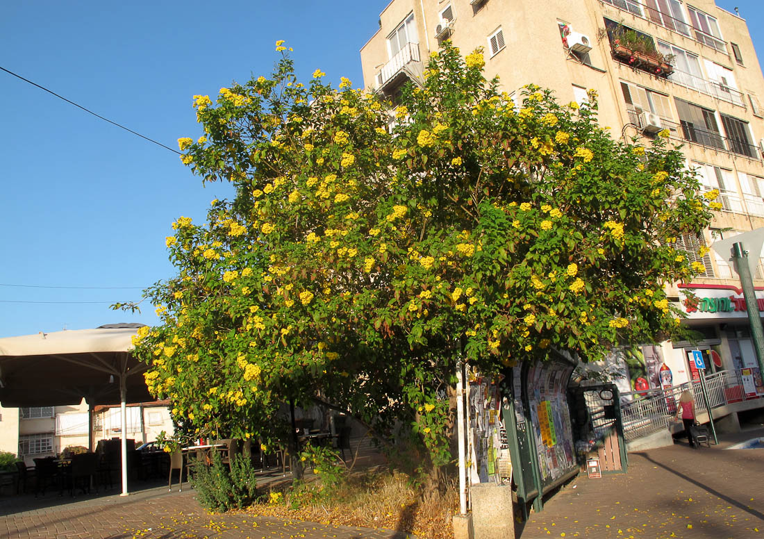 Image of Tecoma castanifolia specimen.