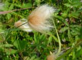 Eriophorum russeolum