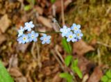род Myosotis
