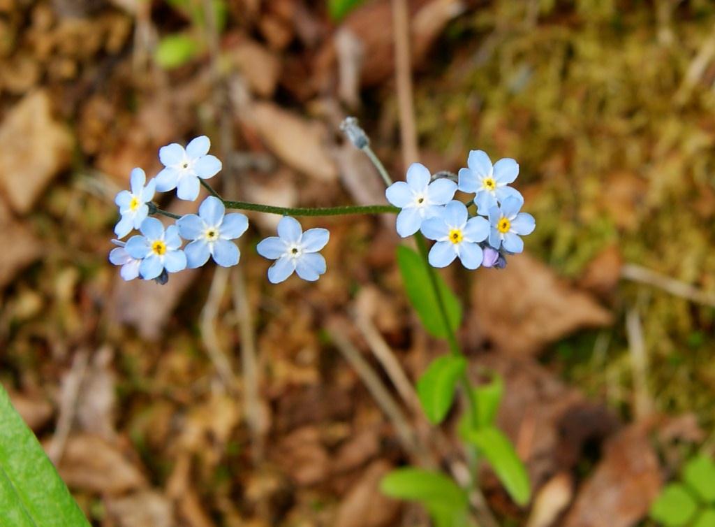 Изображение особи род Myosotis.