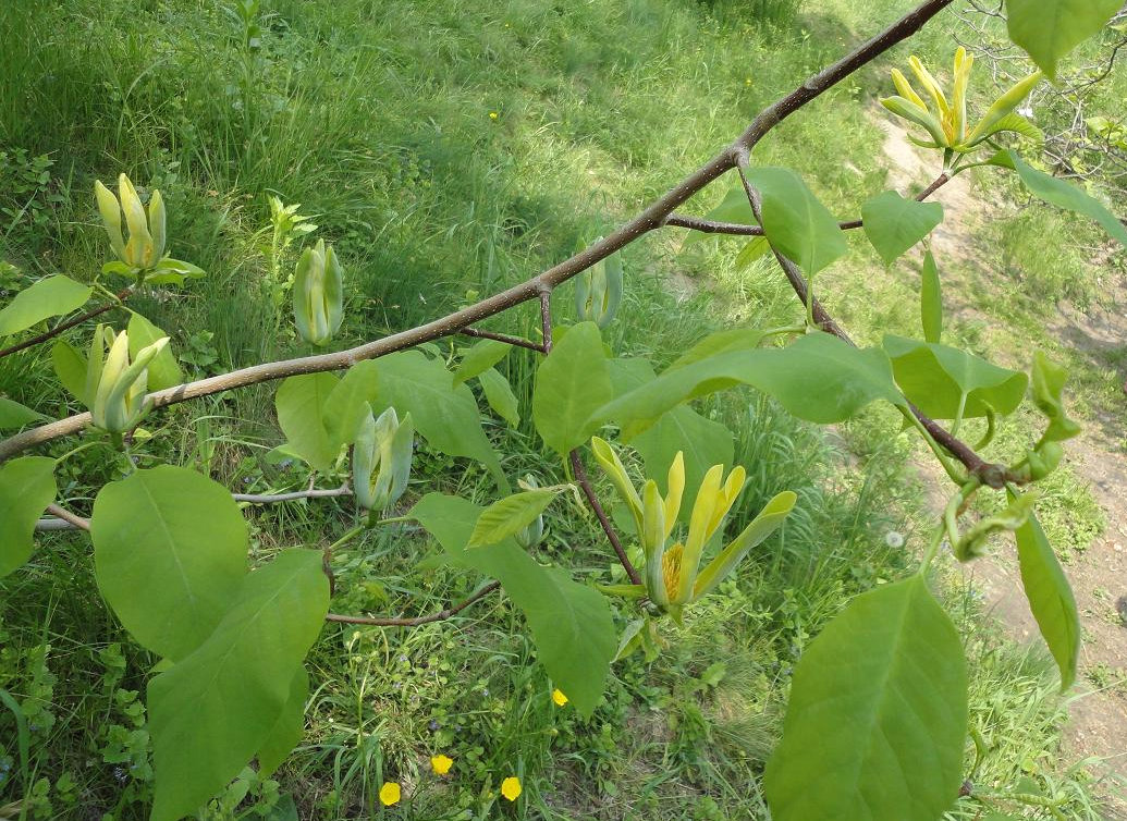 Image of Magnolia acuminata specimen.