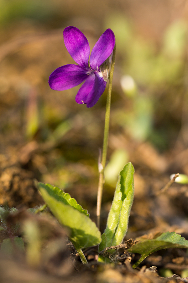 Изображение особи Viola ambigua.