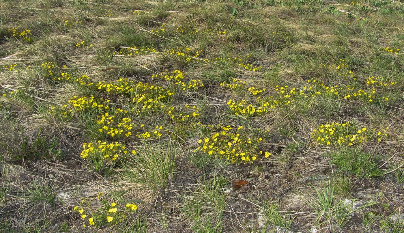 Image of genus Potentilla specimen.