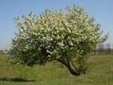 Pyrus communis. Цветущее дерево. Ростовская обл., Неклиновский р-н, Троицкое с/п, балка. 28.04.2013.