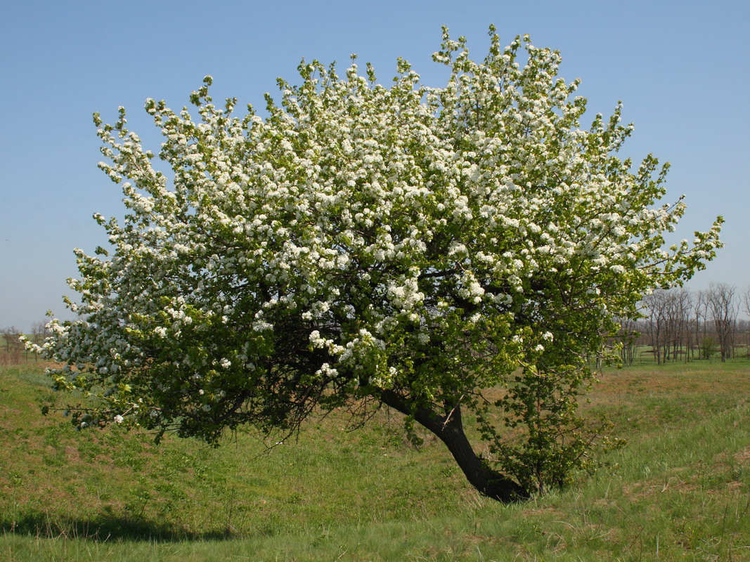 Изображение особи Pyrus communis.