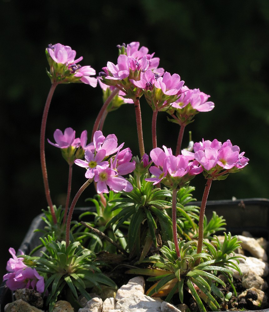 Изображение особи Androsace carnea.