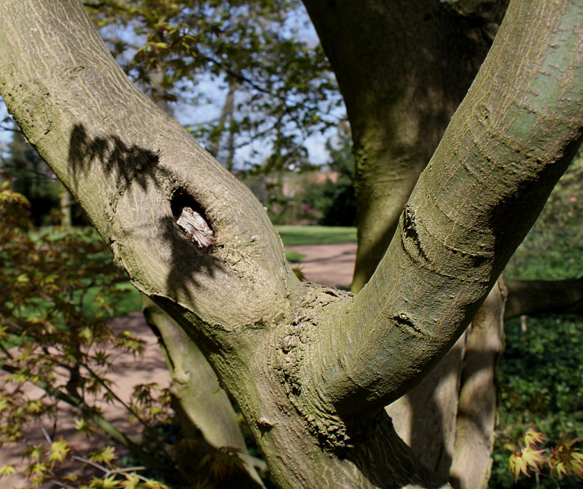 Image of Acer palmatum specimen.