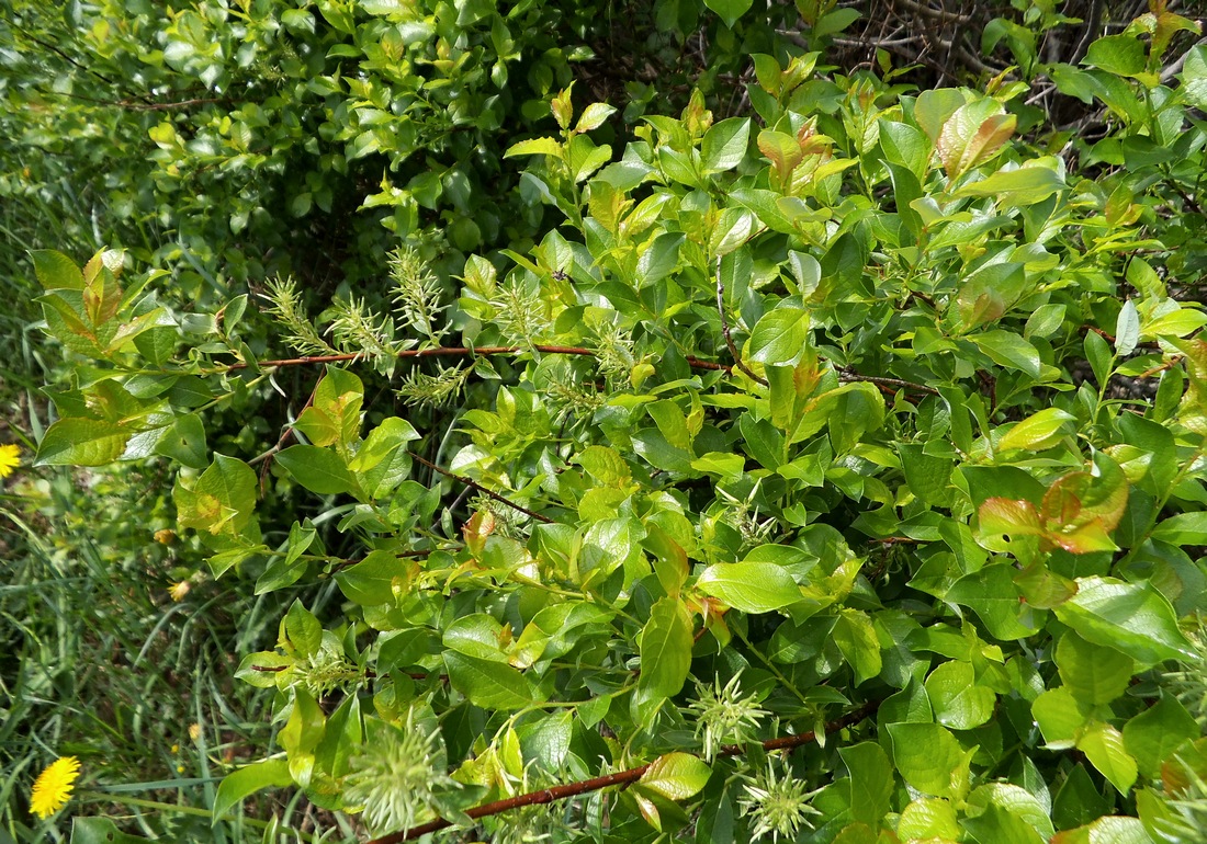 Image of Salix starkeana specimen.