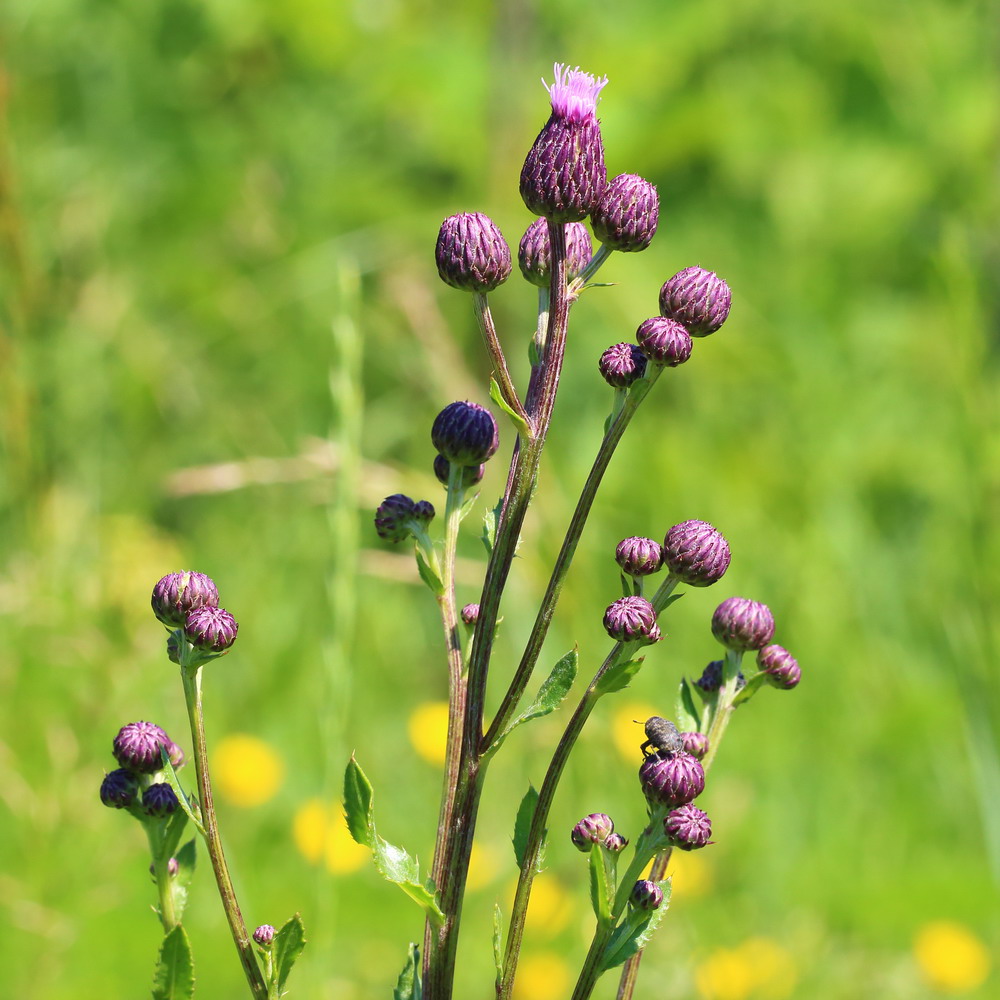 Изображение особи Cirsium setosum.